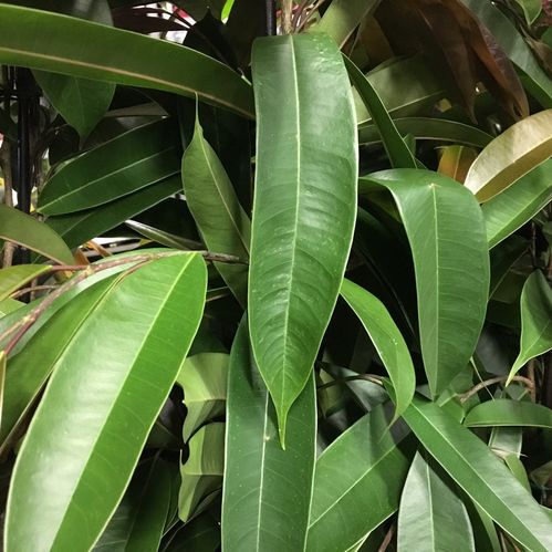 FICUS BINNENDIJKI H:140-150CM