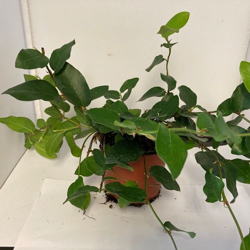 FICUS PUMILA GRÖN K:9CM x18