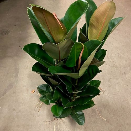 FICUS ELASTICA K:27CM H:100-110CM