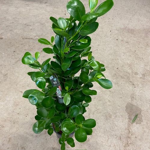 FICUS MOCLAME H:90-100CM K:21CM