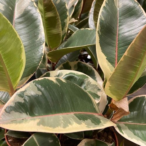 FICUS TINEKE K:12CM x10