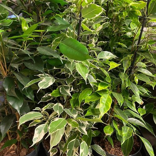 FICUS MIX K:17CM x6