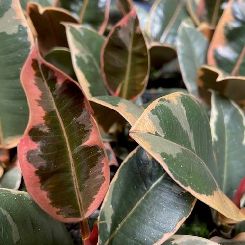 FICUS TINEKE MINI x12