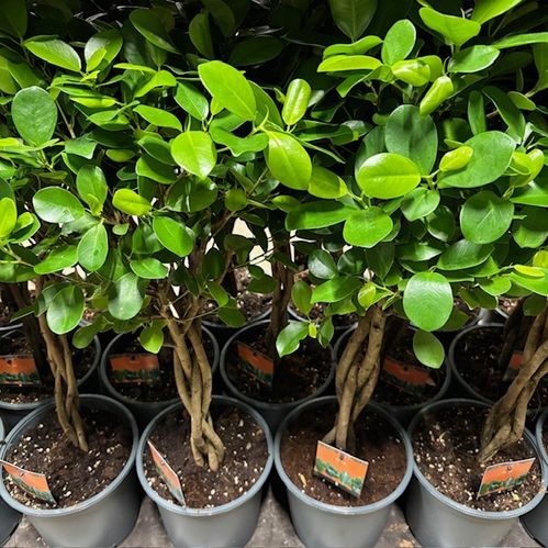 FICUS MOCLAME STAM H:80-95CM K:21CM