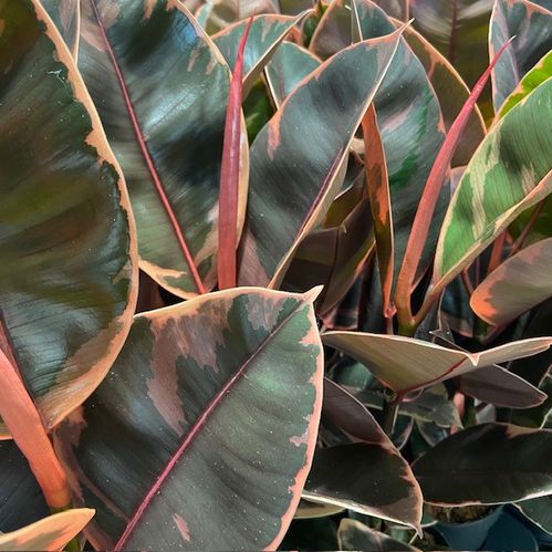 FICUS ELASTICA BELIZE K:12CM x10