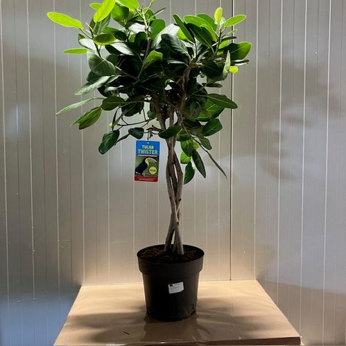 FICUS ELASTICA ABIJAN K:24CM H:75-85CM