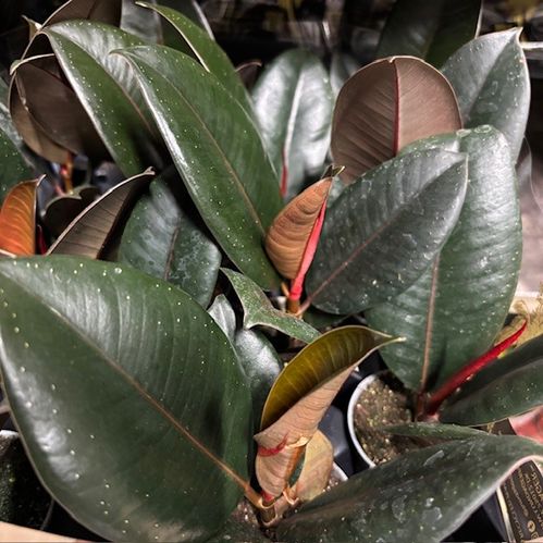FICUS ELASTICA MINI x12