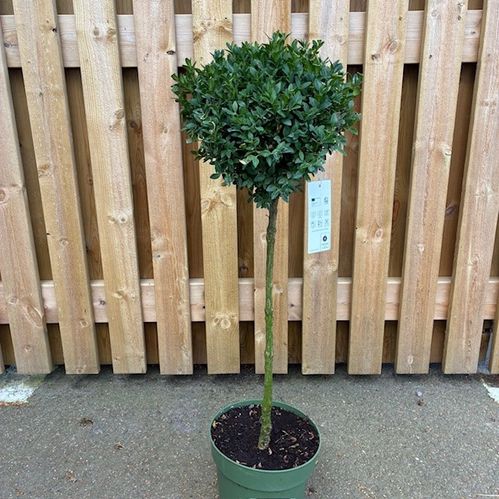 BUXBOM STAM H:70-85CM
