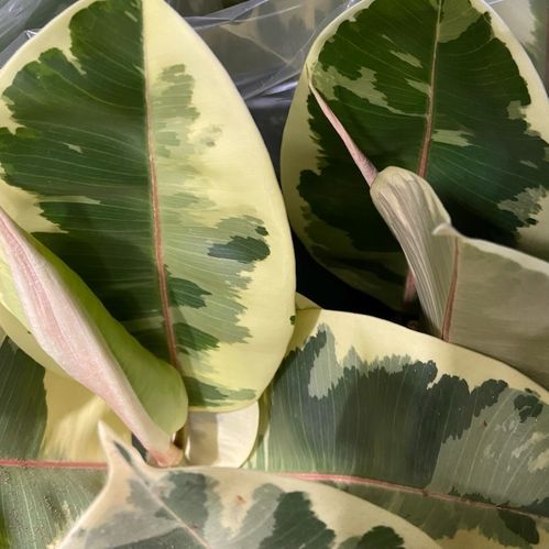 FICUS ELASTICA TINEKE K:27CM H:100-110CM