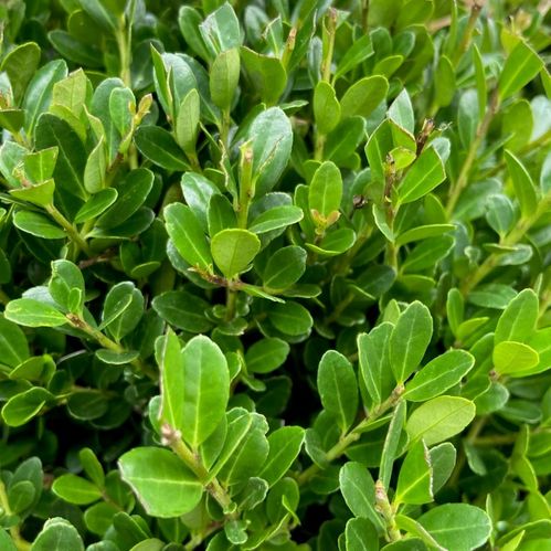 ILEX CRENATA BOLL K:21CM
