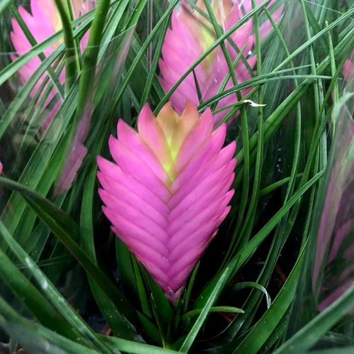 TILLANDSIA ANITA/JOSEE K:9CM x12