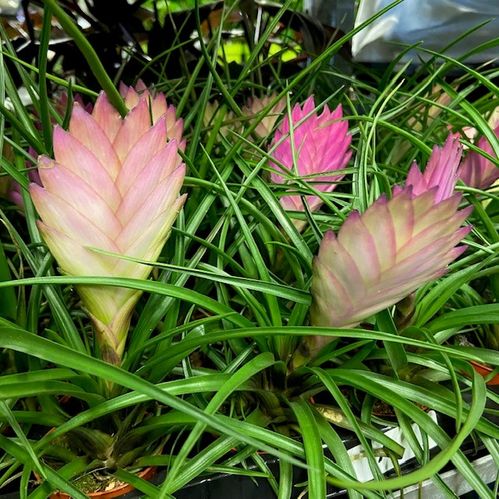 TILLANDSIA ANITA/CYANEA MINI x20