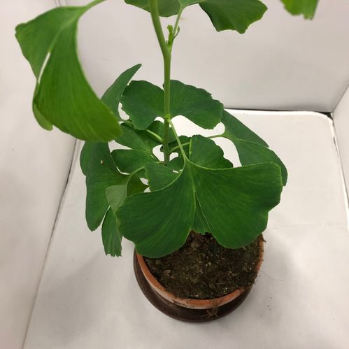 GINKGO BILOBA K:13CM x6
