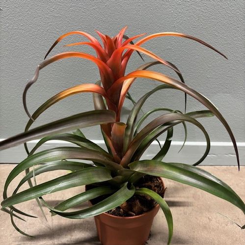 TILLANDSIA CAPITATA HERMOSA K:12CM x6