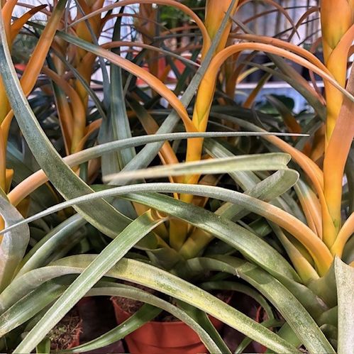 TILLANDSIA GUL K:12CM x5
