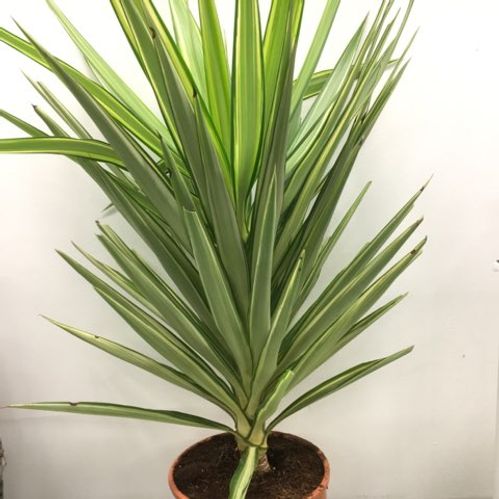 YUCCA JEWEL K:21CM 50-60CM
