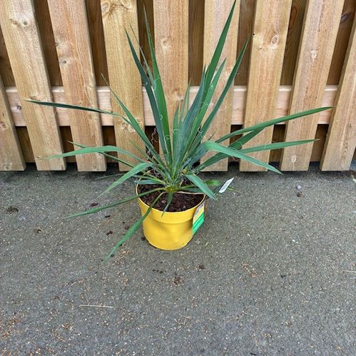 YUCCA UTE MIX K:19CM