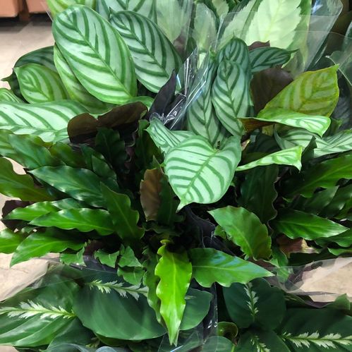 CALATHEA MIX K:12CM x10