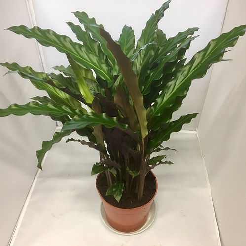 CALATHEA BLUE/ELGERGRASS K:12CM x6