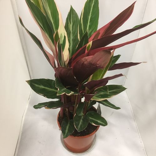 STROMANTHE K:12CM x6