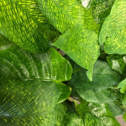 CALATHEA NETWORK K:14CM x8