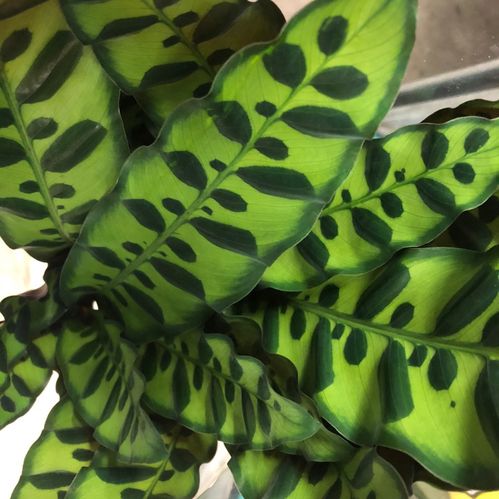 CALATHEA LANCIFOLIA K:14CM x8