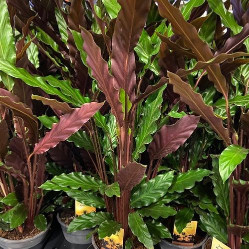 CALATHEA RUFIBARBA K:14CM x6