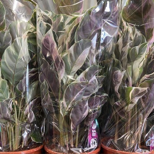 CALATHEA WHITE FUSION K:14CM x4