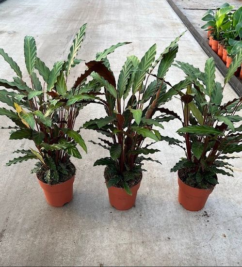 CALATHEA RUFIBARBA K:19CM