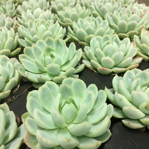 ECHEVERIA PLANT/PLUGG x40