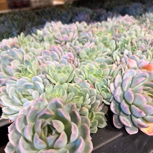 ECHEVERIA PLANT/PLUGG x51