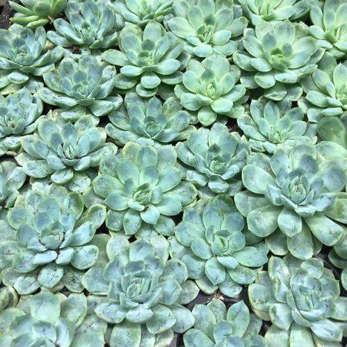 ECHEVERIA PLANT/PLUGG x30