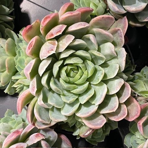 ECHEVERIA ELEGANCE MULTI K:9CM x12