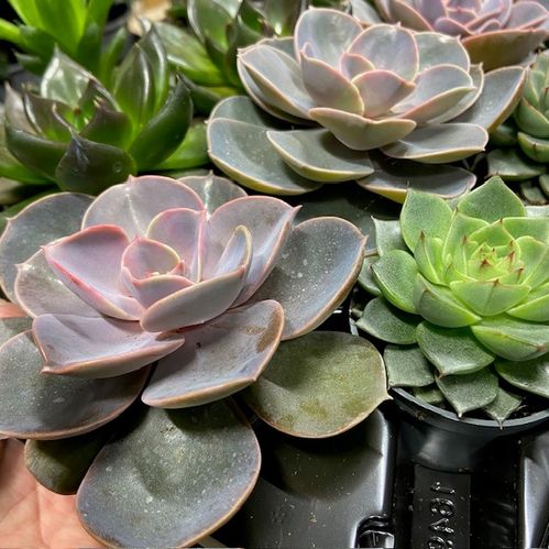 ECHEVERIA MINI MIX x20