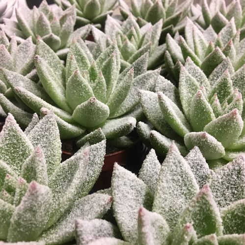 ECHEVERIA MIRANDA MINI M SNÖ x20