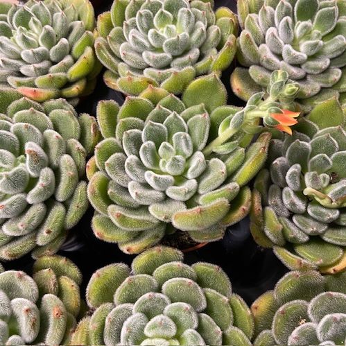 ECHEVERIA SETOSA K:8,5CM x12