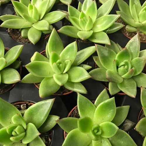 ECHEVERIA MIRANDA MINI x20