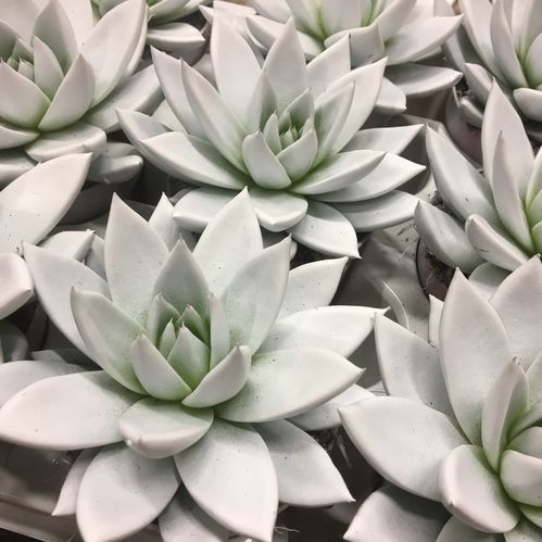 ECHEVERIA FÄRGAD VIT MINI x20