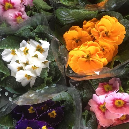 PRIMULA MIX x12