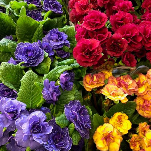 PRIMULA BELLARINA MIX x8