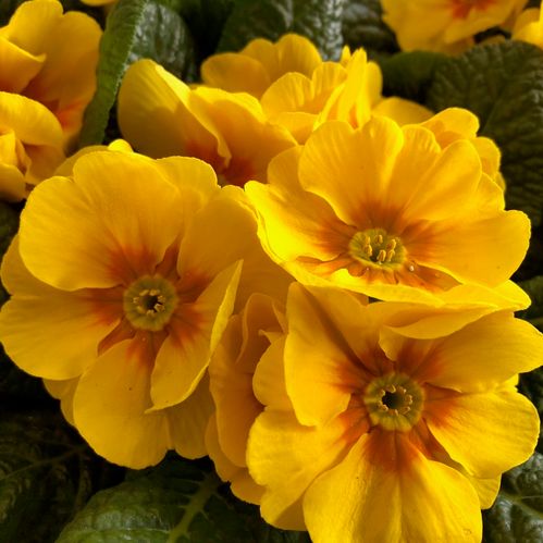 PRIMULA GUL x10