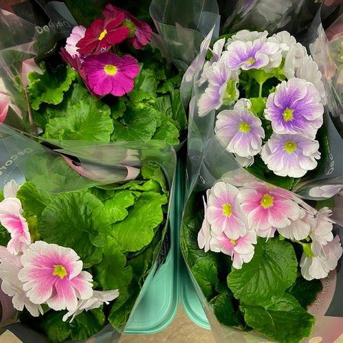 PRIMULA OBCONICA TOUCH MIX x8