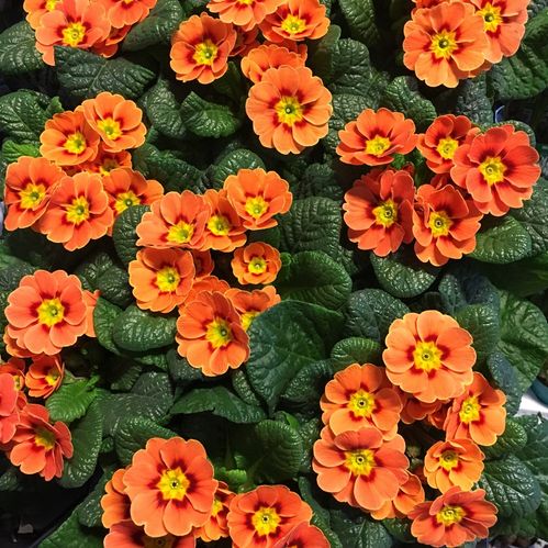 PRIMULA TERRACOTTA/ORANGE x12