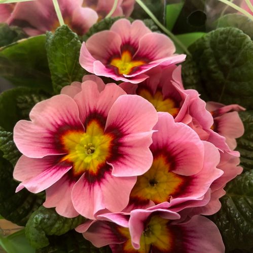 PRIMULA ROSA/CERIS x10