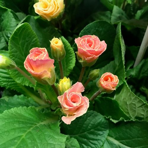 PRIMULA BELLEROSE x10