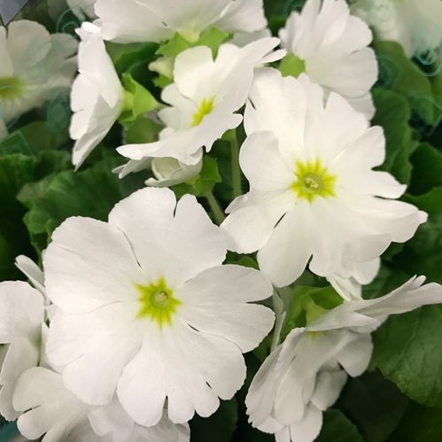 PRIMULA OBCONICA TOUCH ME VIT x6