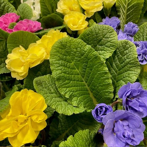 PRIMULA SUZETTE DUBBEL x12