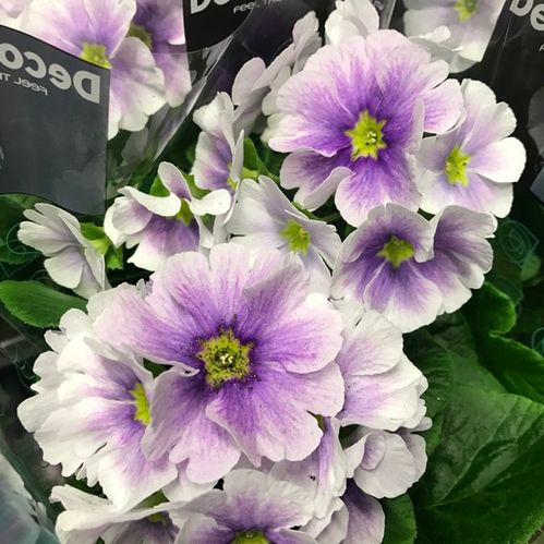 PRIMULA OBCONICA TOUCH ME BLÅ/VIT x8