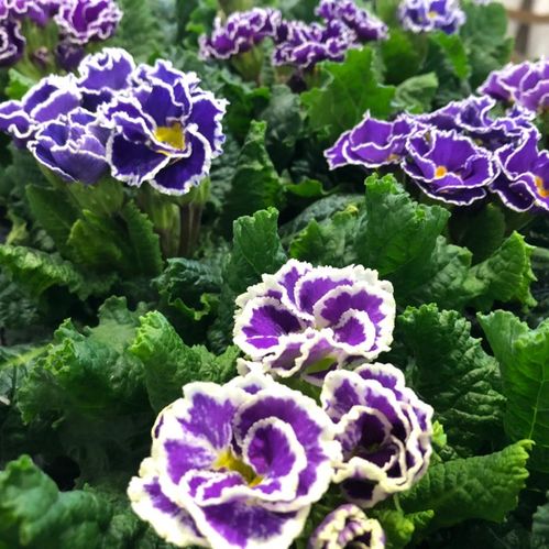 PRIMULA SIROCOCCO 2-F MIX K:11CM x10