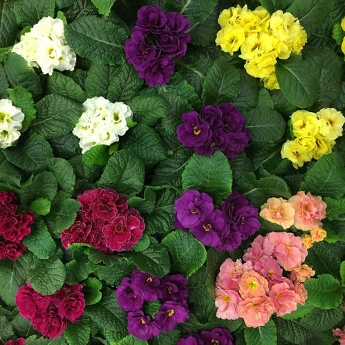 PRIMULA MIX DUBBLA SORTER x10